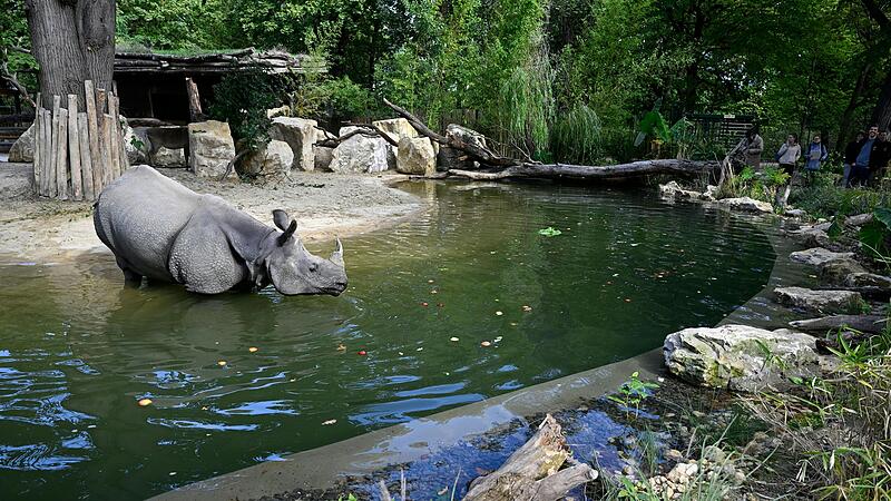 Indian rhinos from Schönbrunn Zoo splash in a new pond