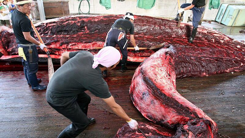 Japan nimmt den Walfang im Juli 2019 wieder auf