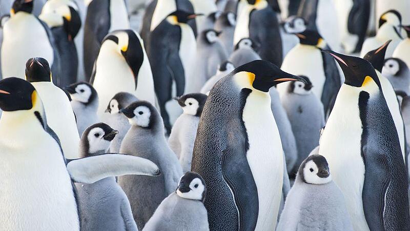 Knowledge compact: Emperor penguins are threatened with extinction