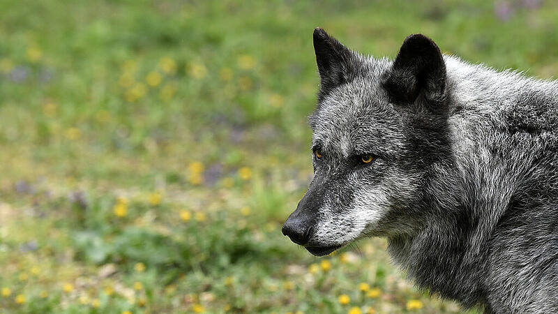 Fight against “problem wolves”: Lower Austria tightens regulation