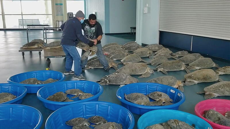 Kältewelle: Helfer retteten tausende Schildkröten