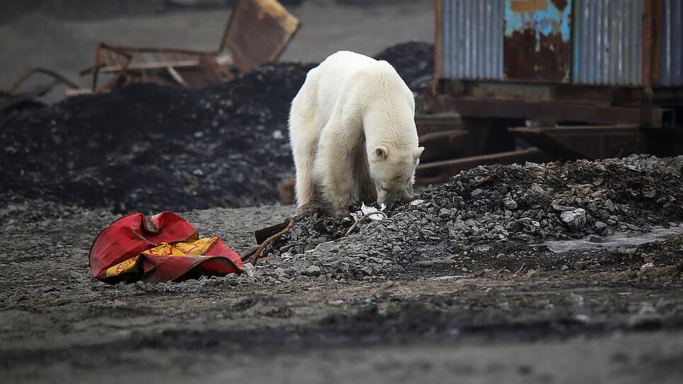 Eisbär auf Abwegen - Bär verirrte sich in russische Stadt