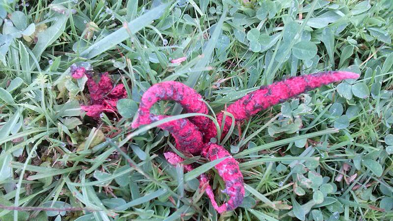 Pilzfund: des Teufels rote, stinkende Finger ragen aus Mühlviertler Wiesen