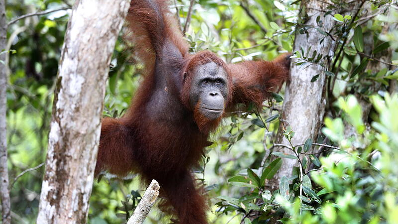 Indonesia Orangutan