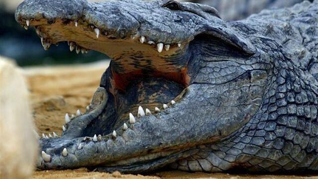 Krokodil fraß Wildwasserfahrer im Kongo