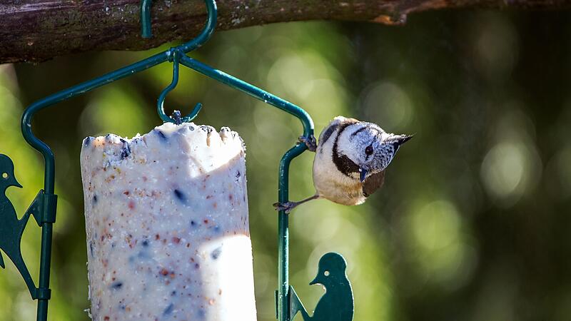 Wintervogelzählung: Spatzen sind die treuesten Besucher in unseren Gärten