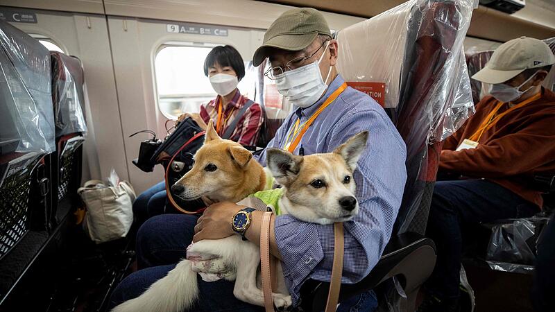 Japan: Sonderzug für Hunde