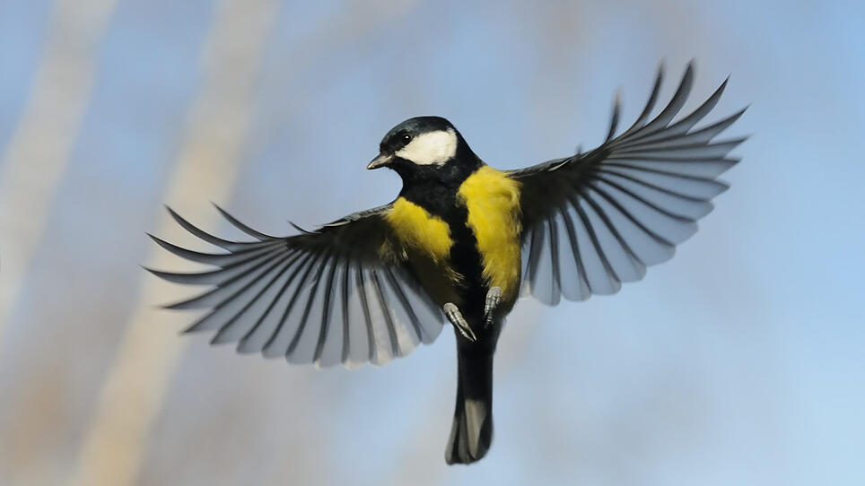 Front view of Flying Great Tit against autumn sky background