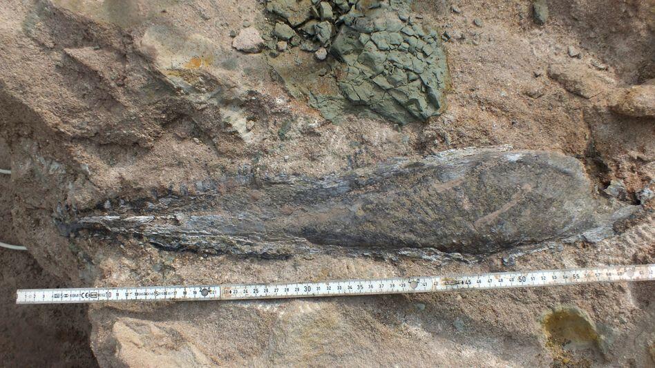 Dino-Kiefer in Steinbruch entdeckt