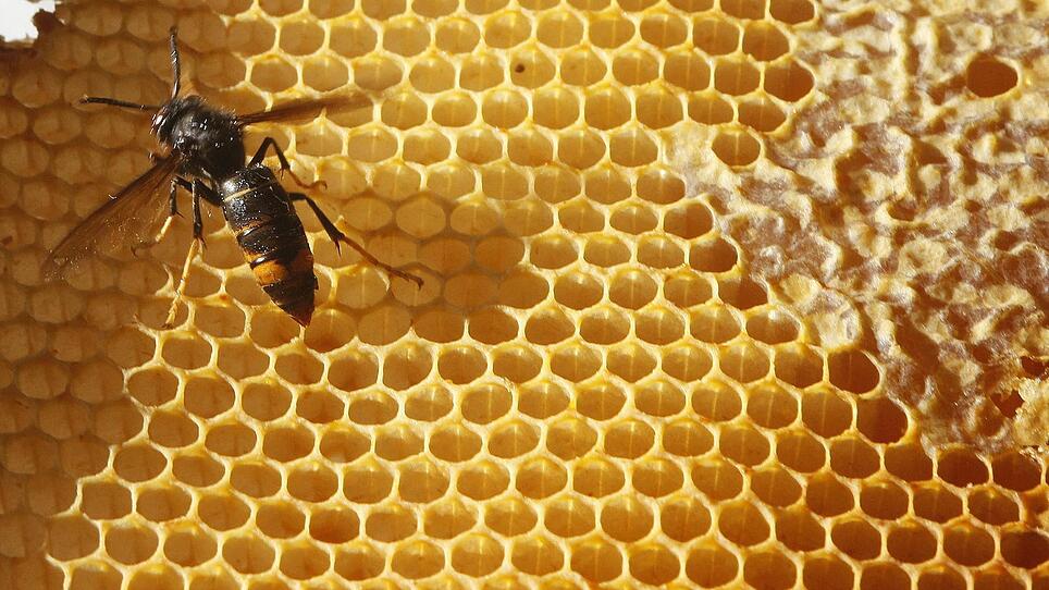 Asiatische Hornisse macht Jagd auf die Honigbienen
