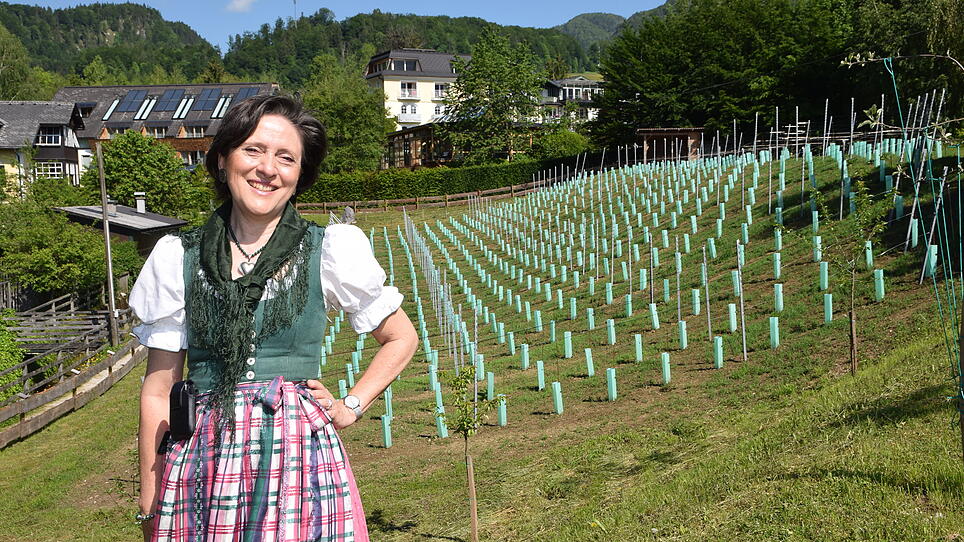 Klimawandel: Am Wolfgangsee wird jetzt erstmals Wein angebaut