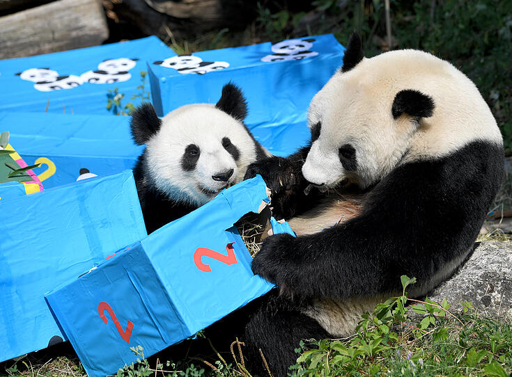 Pandazwillinge feiern ihren zweiten Geburtstag