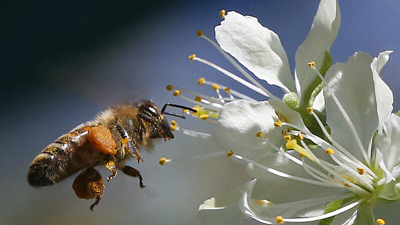 Bienenhaltung im Wohngebiet ist ab heute erlaubt