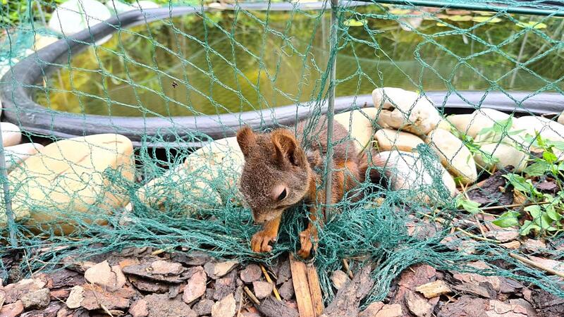 Feuerwehr befreite Eichhörnchen aus Netz