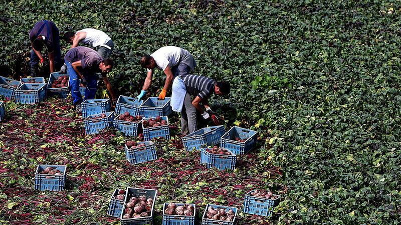 Der Markt ist tot: Bauern vernichten 600 Tonnen Kraut, Äpfel verfaulen