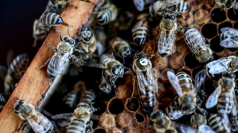 Bienenzüchter beklagen Totalausfall beim Waldhonig