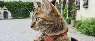 Eine der berühmtesten Katzen der Welt: Wie "Nala" die Burg Clam verzauberte