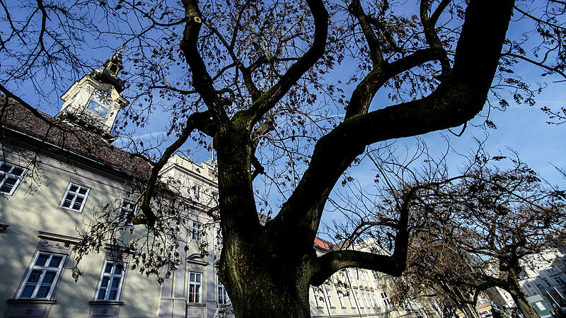 Das Rätsel im Linzer Landhauspark: Wer hat die Blauglockenbäume gesetzt?