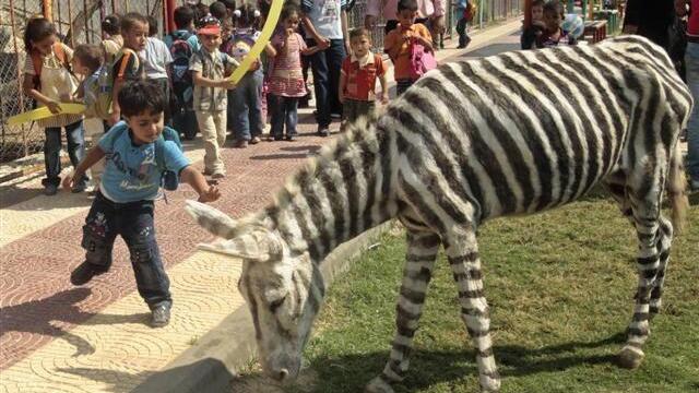 Esel-Zebras