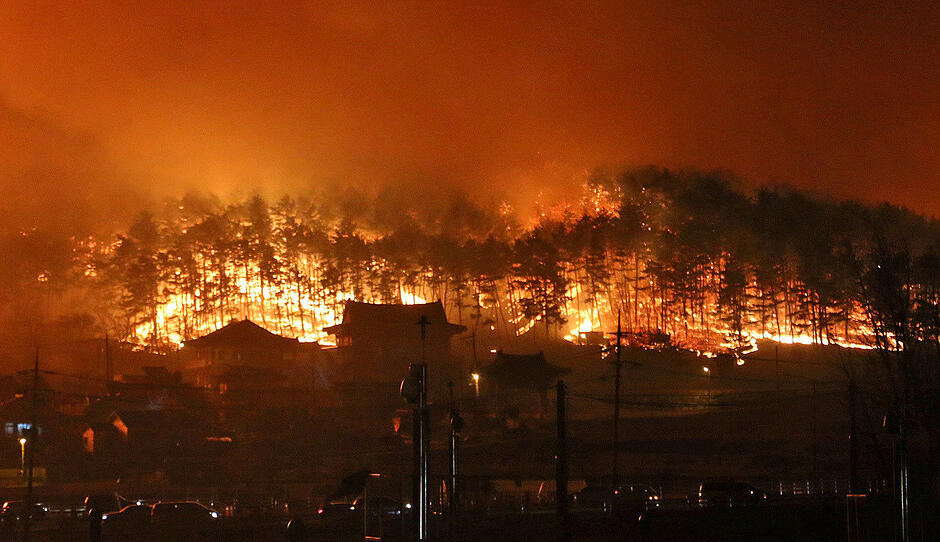 Enorme Schäden bei Waldbränden in Südkorea