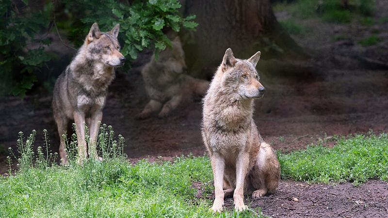 Upper Austria Wolf Ordinance: AG Wild Animals fears shooting on suspicion