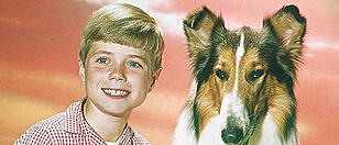 Lassie zurück im Kino: Was den echten Collie vom Filmhund unterscheidet