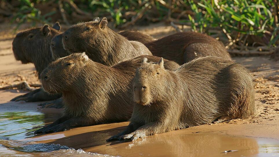 Capybara Wasserschweine Hydrochoerus hydrochaeris sitzen auf Sandbank am Fluss Pantanal Mato Gr