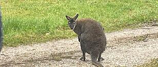 Ein einsames Wallaby geistert seit Tagen im Bezirk Vöcklabruck herum