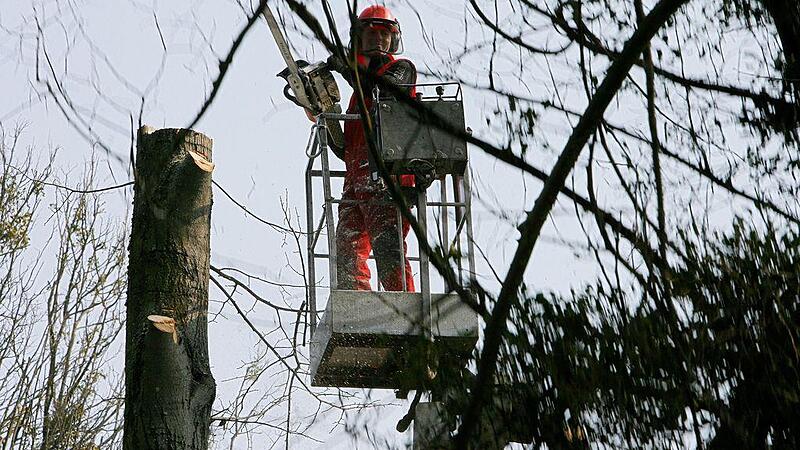 Wieder Konflikte zwischen Linzer Baumschützern und Stadtgärtnern