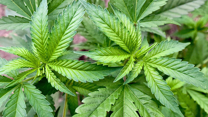 Marihuana-Pflanze