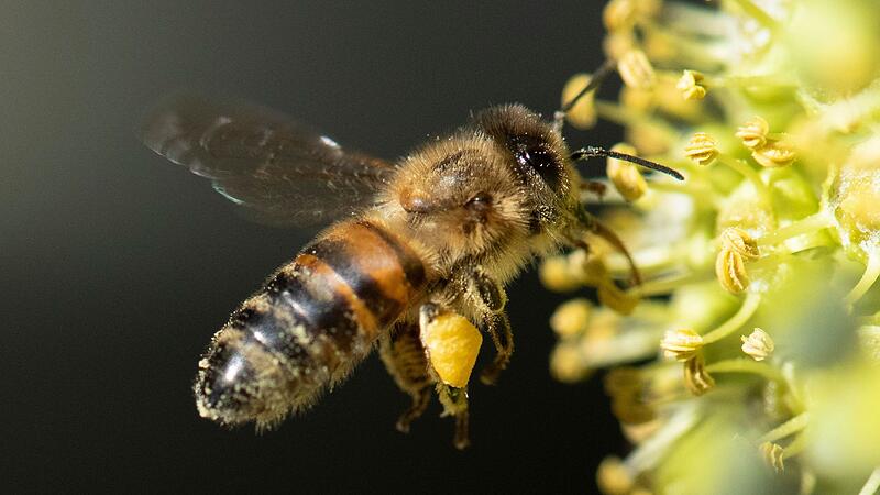 Große Online-Petition für die Rettung der Bienen