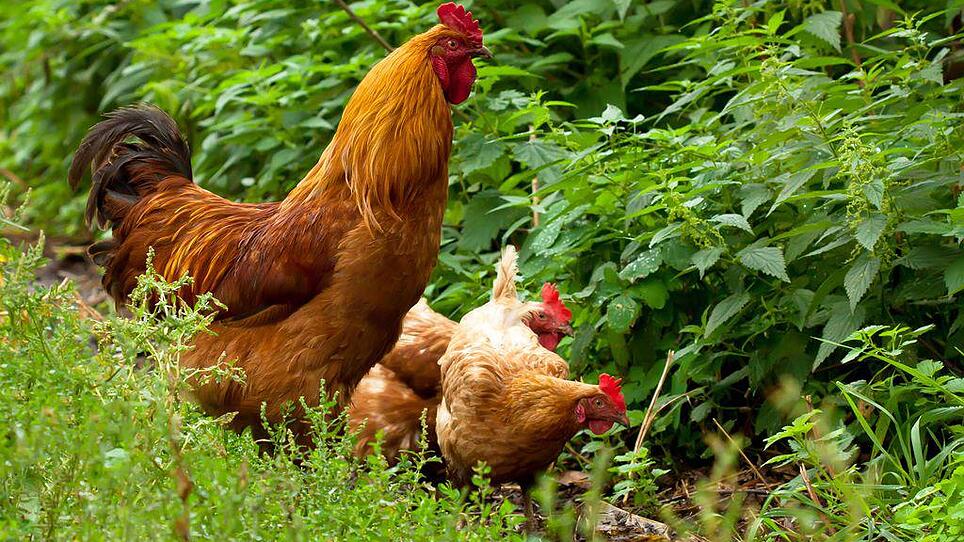 Glückliche Hühner im eigenen Garten