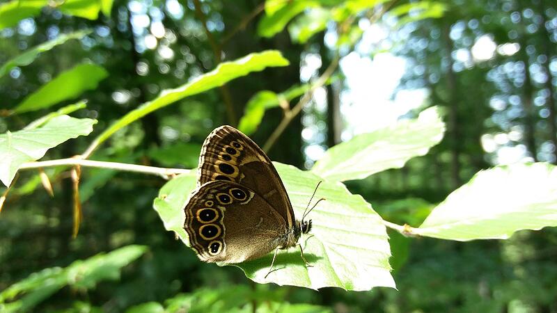 Schmetterlings-Experten als Speerspitze gegen Kiesabbau