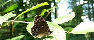 Schmetterlings-Experten als Speerspitze gegen Kiesabbau