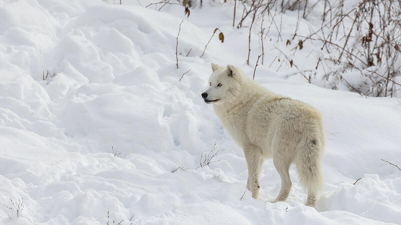 Arctic wolf (Canis lupus arctos) in winter