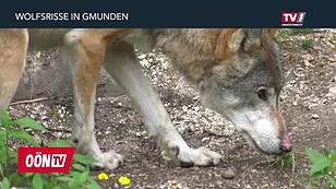 Wolfsriss in Gmunden