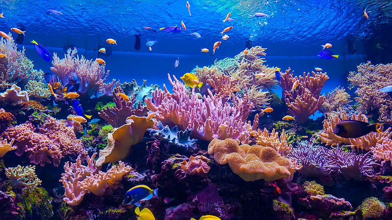 tropical fish on a coral reef