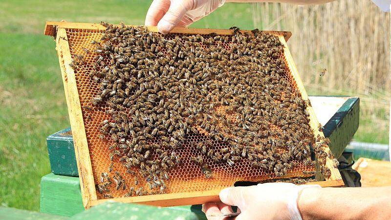 Bienensterben durch Pestizid: Imker fordern Verbot