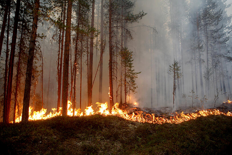 Schwere Waldbrände in Schweden