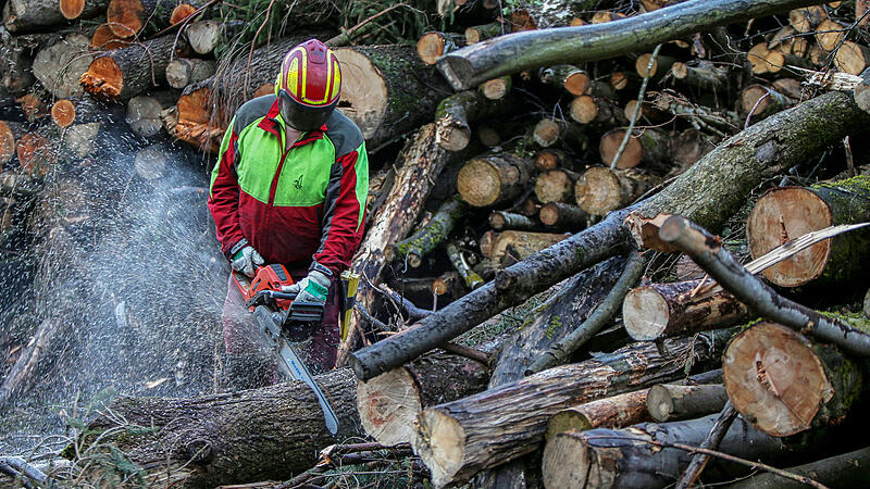 Neuer Forstchef Matthias Raschka will 33.000 Hektar Wald mitgestalten