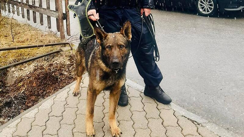 police dog "Dionysus" helped track down suspect