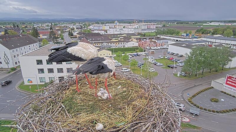 Perg is happy about Austria’s first baby storks