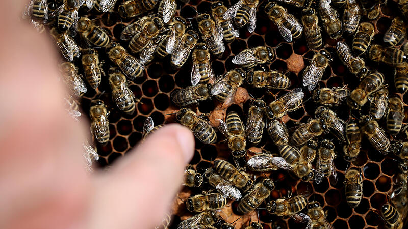 "Gründe für Bienensterben liegen auf der Hand"