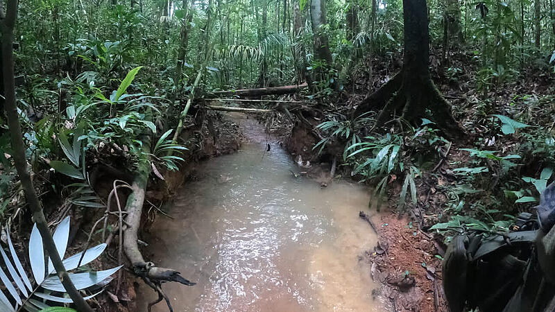 Suche nach vier Kindern im Amazonas-Regenwald
