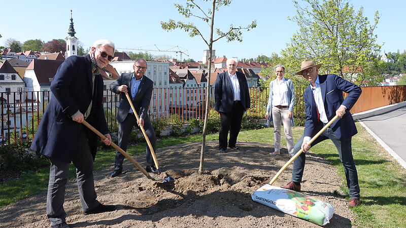 Damit das Klima in der Stadt erträglich bleibt: Aktion "1000 Bäume für Steyr"