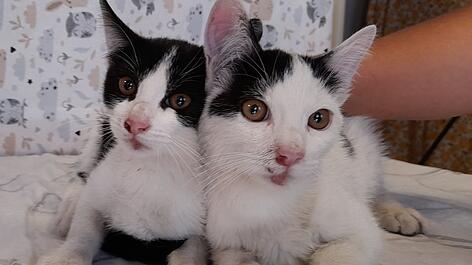 Zwei Kätzchen aus Misthaufen gerettet