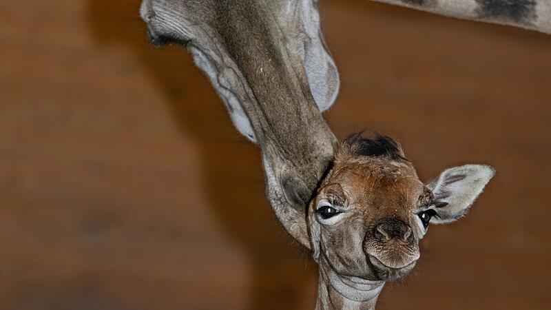 Zoo Schmiding: Sweet baby giraffe “Ayo” delights the visitors