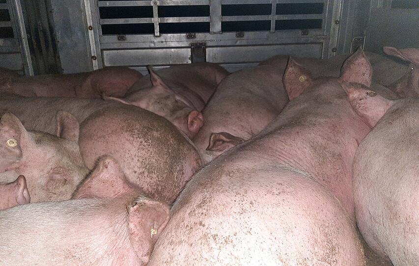 Schweine harrten vor Schlachtung den ganzen Tag in Anhänger aus