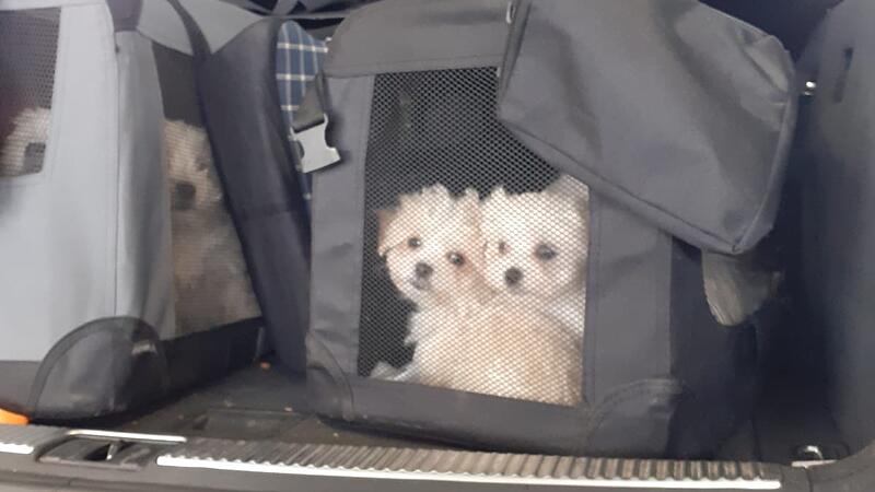 Acht Hundewelpen aus Kofferraum gerettet