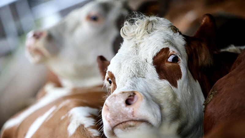 Unbekannter Täter befestigt Metallteile an Maispflanzen: Gefahr für Rinder